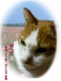 ぽんたちゃんのメモリアル写真　ペット葬儀日：２０１０年１月１８日　千葉県よりご依頼